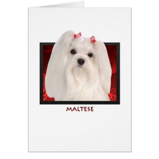 Maltais