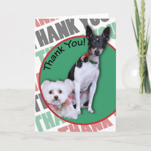 Maltais et Fox Terrier Merci