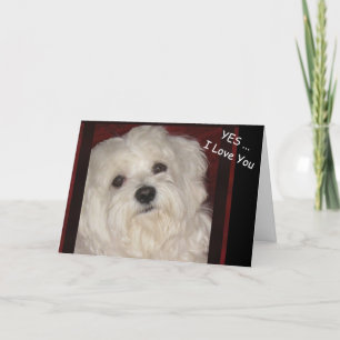 Maltais "Oui... Carte de voeux I Love You"