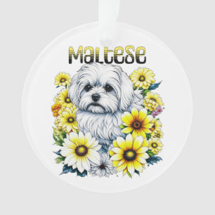 Maltais Petite : Gris de chien blanc en fleurs jau