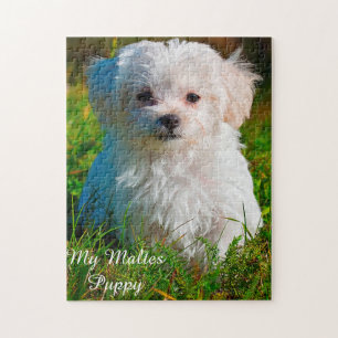 Maltese Dog Breed. Jigsaw Puzzle