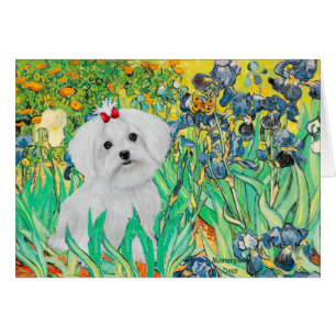 MALTESE pup - Irises