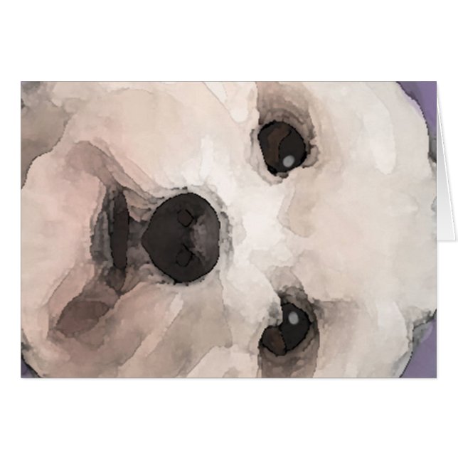 Maltipoo (Devant horizontal)