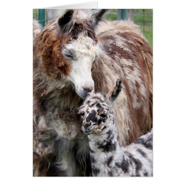 Mama & Baby Llama Kiss (Devant)