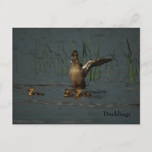 Mama Duck avec carte postale (Devant)