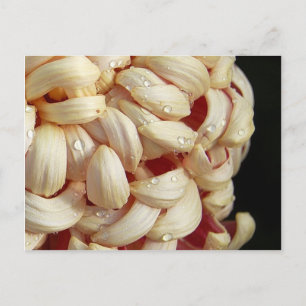 Maman avec Waterdrops Carte postale