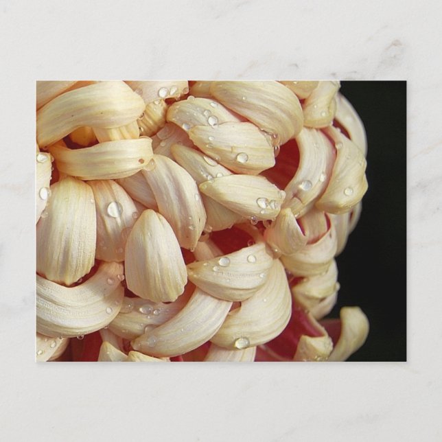 Maman avec Waterdrops Carte postale (Devant)