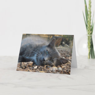 Maman est adoré Adorable Chat Carte de fête des mè