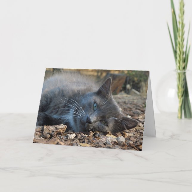 Maman est adoré Adorable Chat Carte de fête des mè (Devant)