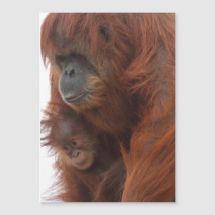 Maman et bébé Orangutan