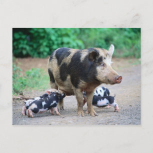 Maman et enfants - Carte postale Piggy