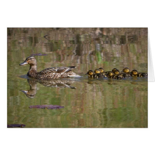 Maman fière Mallard (Devant Horizontal)