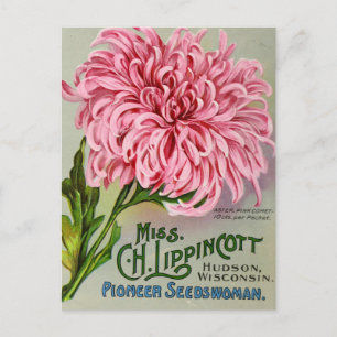 Maman Fleur Chrysanthemum Carte postale Vintage