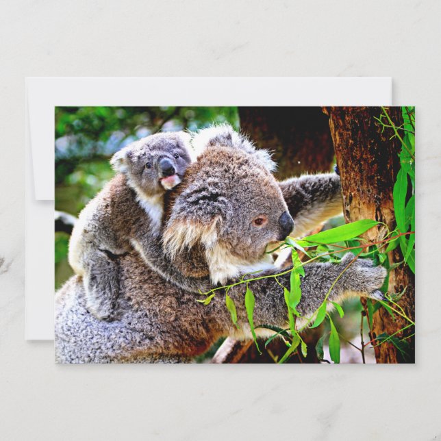 Maman Koala et bébé Joey dans un arbre (Devant)