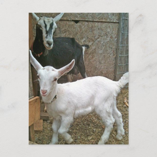 Maman Zoe avec carte postale Little Daisy (Devant)