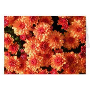 "Mamans oranges de rougissement "