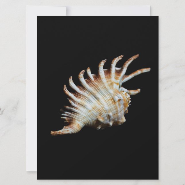 Mambeda Lambis Shell Spider (Devant)