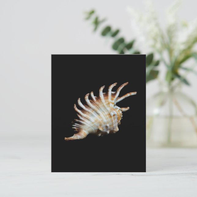 Mambeda Lambis Shell Spider (Debout devant)