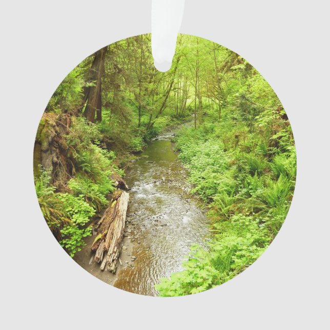 Man Creek II perdu dans le parc national Redwood (devant)