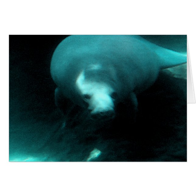 Manatee Dreams (Devant horizontal)