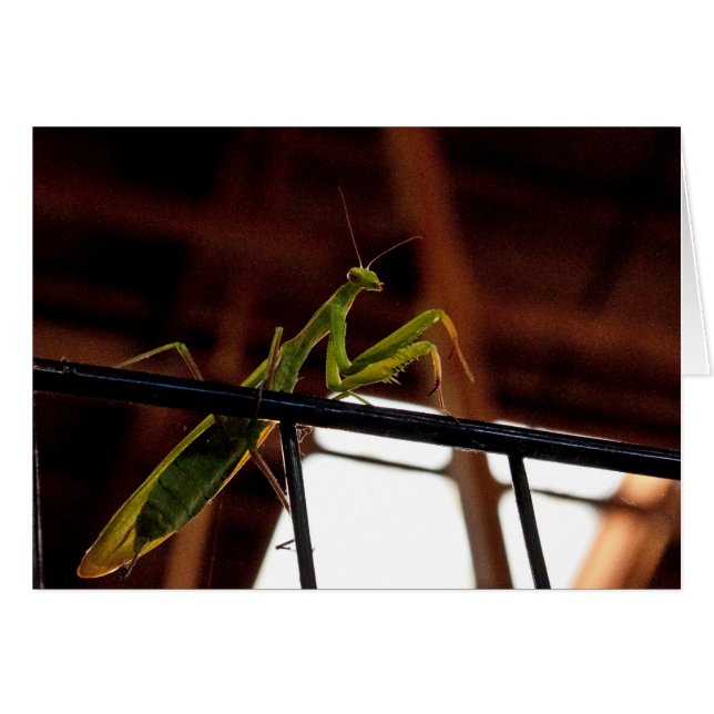 Manches de prière (Devant horizontal)