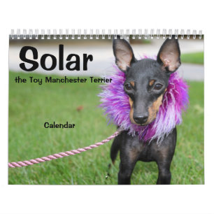 Manchester Terrier Medium 2021 Calendrier A
