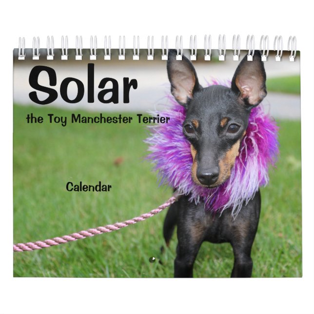 Manchester Terrier Small 2021 Calendrier A (Protection)