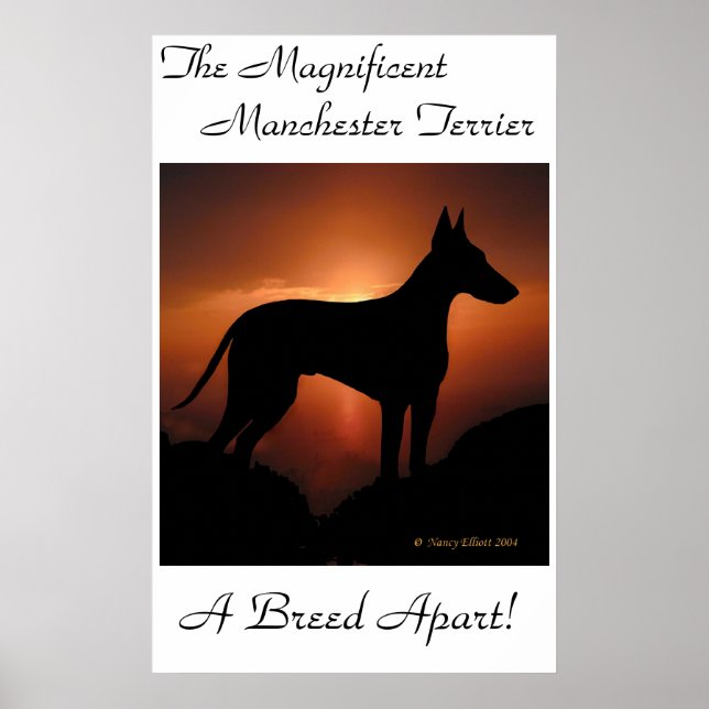 Manchester Terrier Unique Poster (Devant)