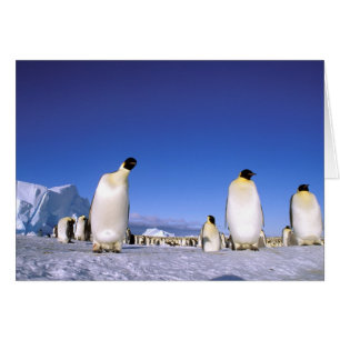 Manchot   Antarctique, péninsule Antarctique