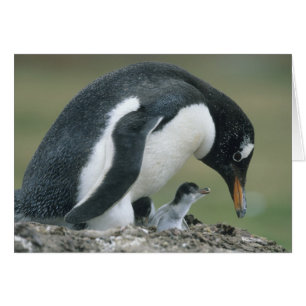 Manchot gentoo, (Pygoscelis papua), Falkland