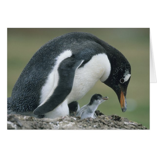 Manchot gentoo, (Pygoscelis papua), Falkland (Devant horizontal)