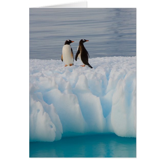 manchot papou, Pygoscelis Papua, sur de la glace g (Devant)
