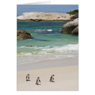 Manchots à Boulders Beach, Simons Town, Afrique du