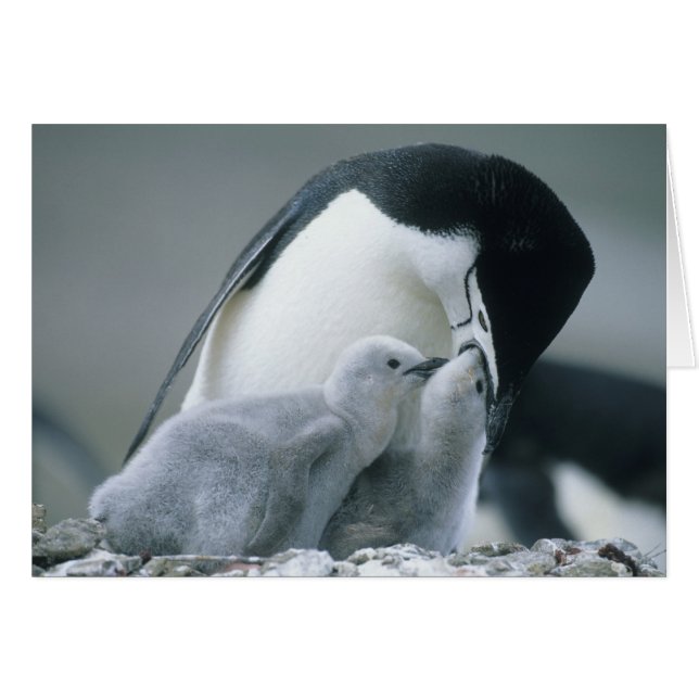 Manchots à Collier, Pygoscelis antarctica), (Devant horizontal)
