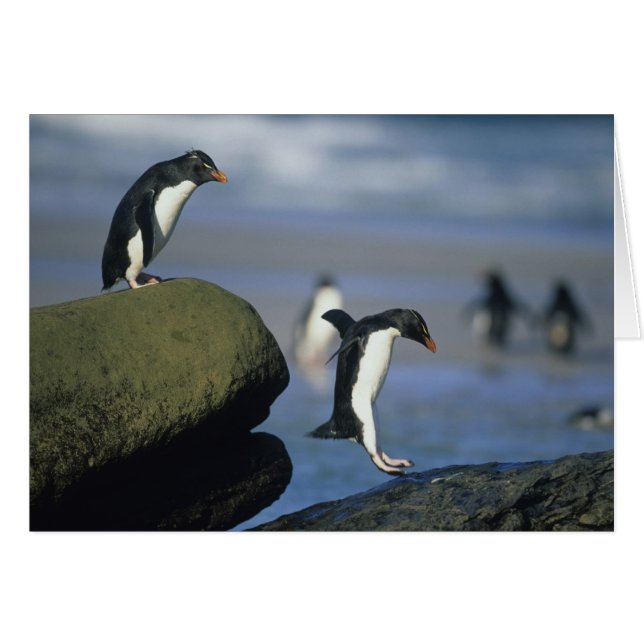 Manchots à cosses, Eudyptes chrysocome), (Devant horizontal)