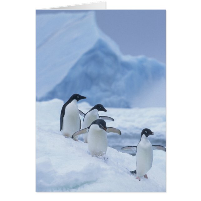 Manchots Adélie (Pygoscelis adeliae) sur la glace, (Devant)