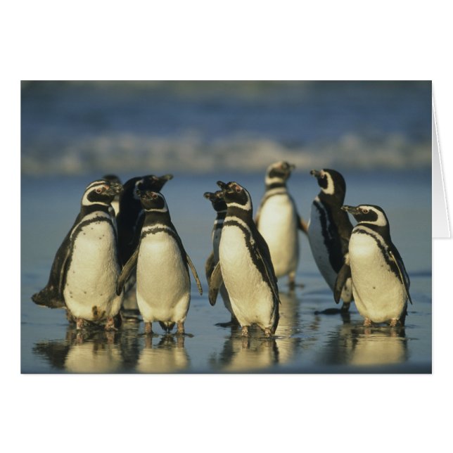 Manchots de Magellan, Spheniscus (Devant horizontal)