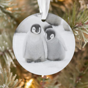 Manchots empereurs poussins sur la glace en Antarc