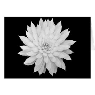Mandala succulent