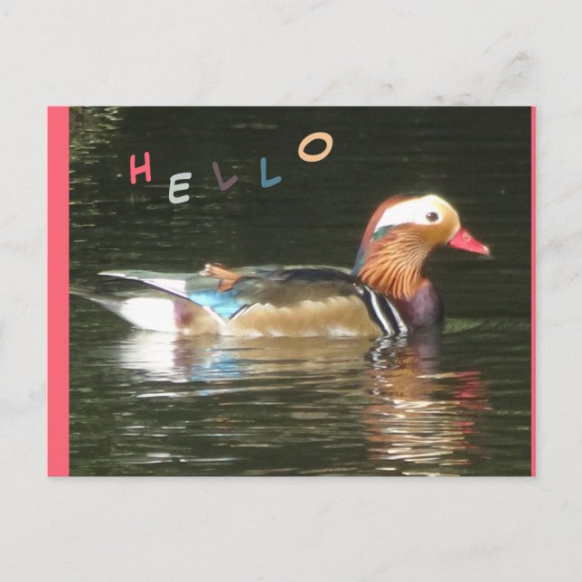 Mandarin Canard Hello carte postale (Devant)