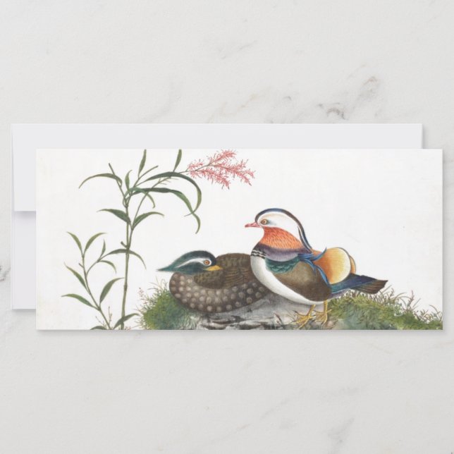 Mandarin Canard peinture chinoise (Devant)