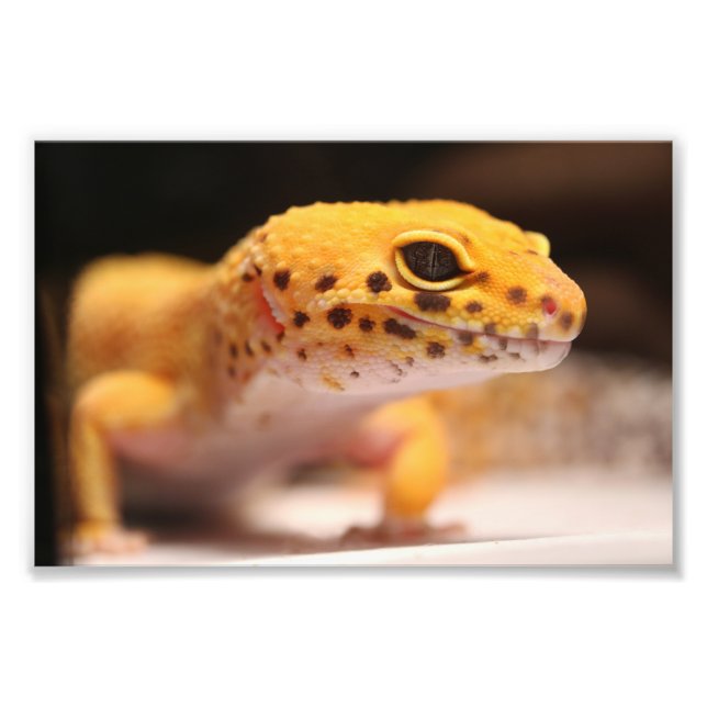 Mandarin Leopard Gecko Photo (Devant)