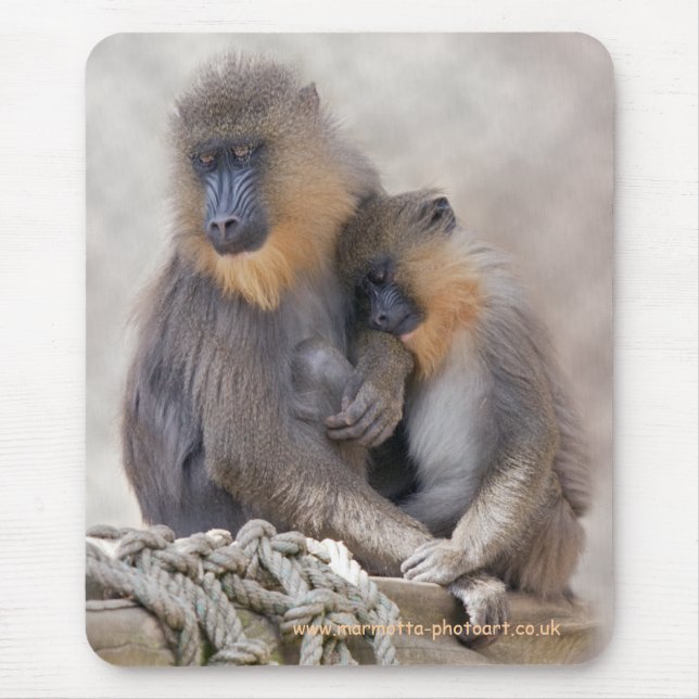Mandrill et jeune tapis de souris (Devant)