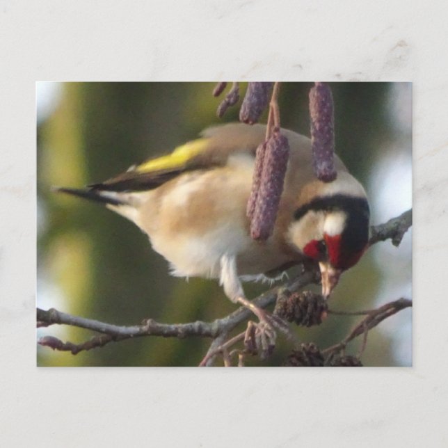 Mange Goldfinch do-it-yourself Carte postale (Devant)