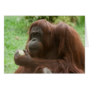 Manger Orangutan