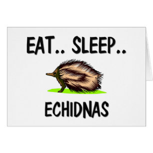 Mangez les ECHIDNAS de sommeil