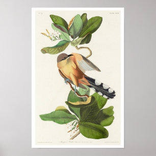 Mangrove Cuckoo par Audubon Poster