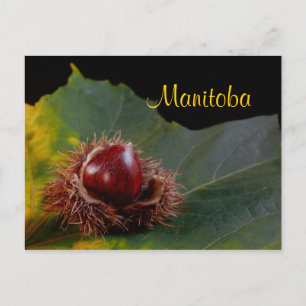 Manitoba, Carte postale de feuille d'automne avec
