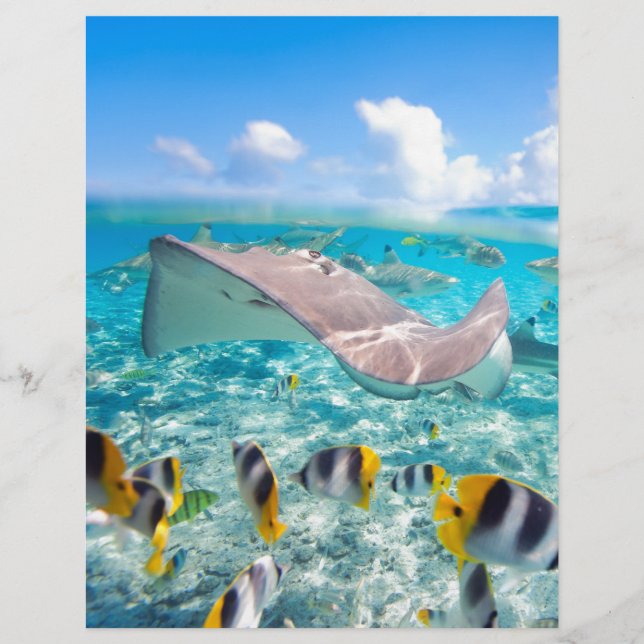 Manta Ray (Devant)