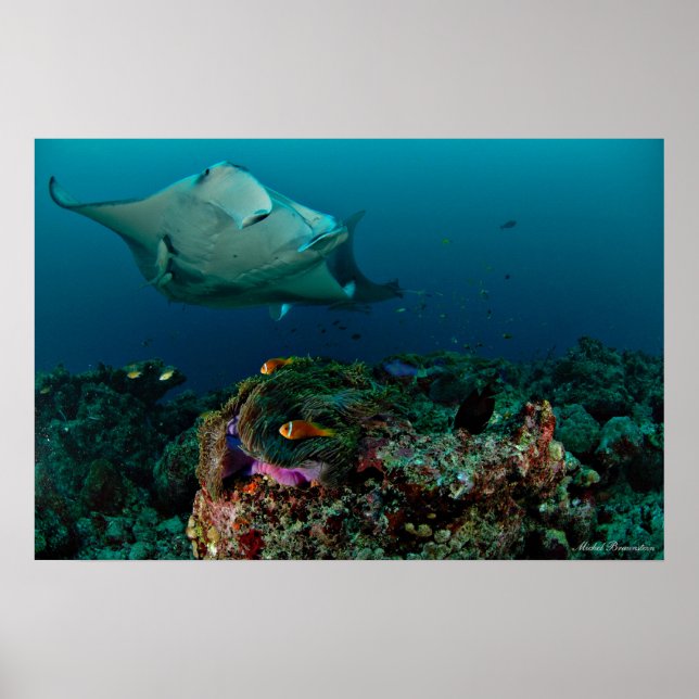 Mantaray sur l'anémone - Poster (Devant)